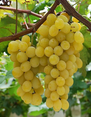 Lozni kalem - Afus ali