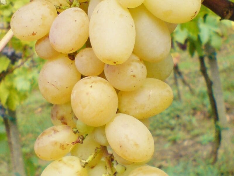 Lozni kalem - Beogradska besemena