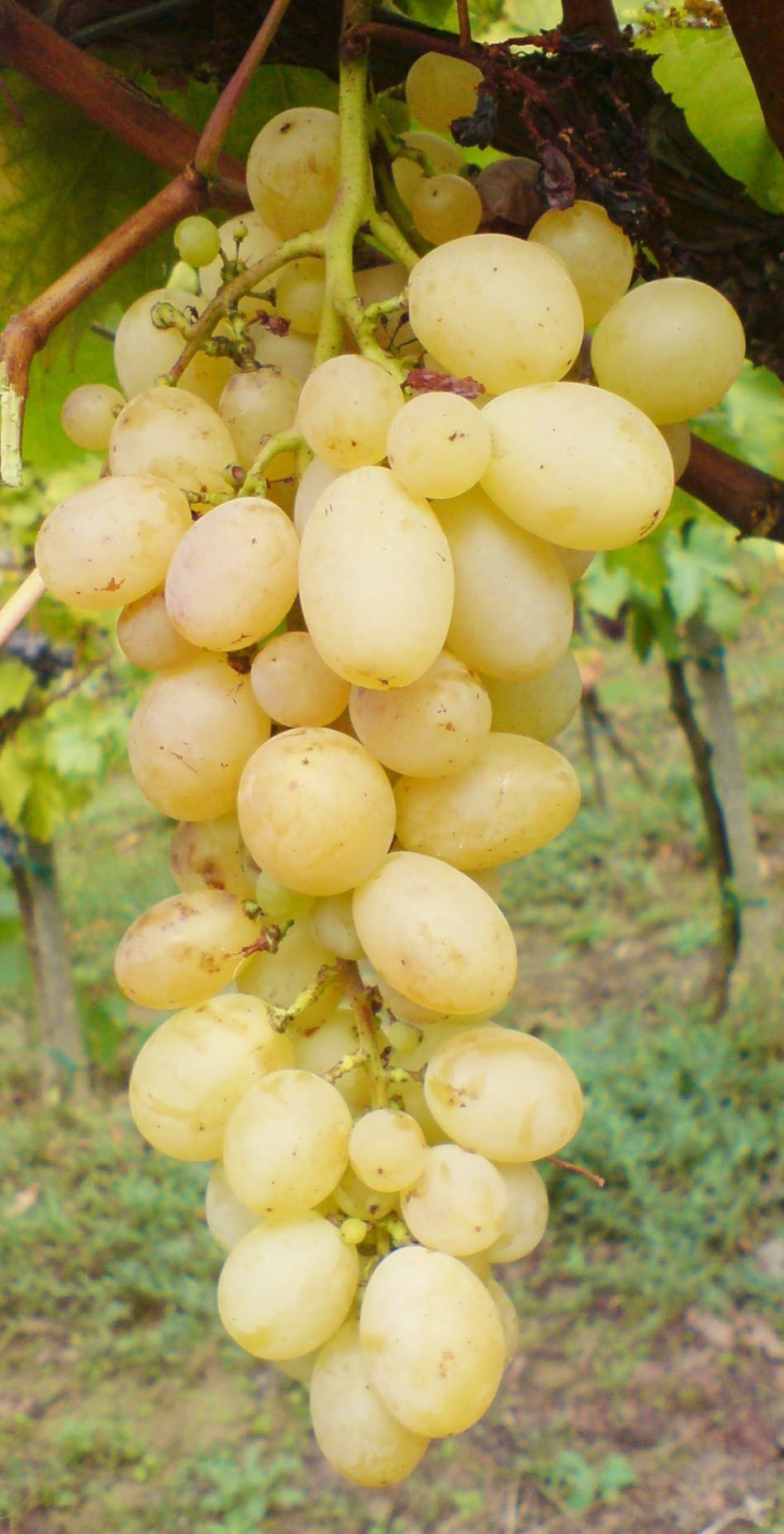 Lozni kalem - Beogradska besemena