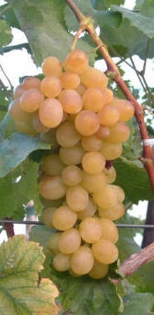 Lozni kalem - Moldavija