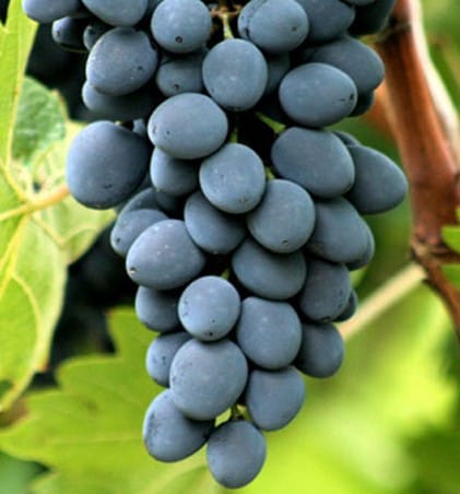 Lozni kalem - Viktorija