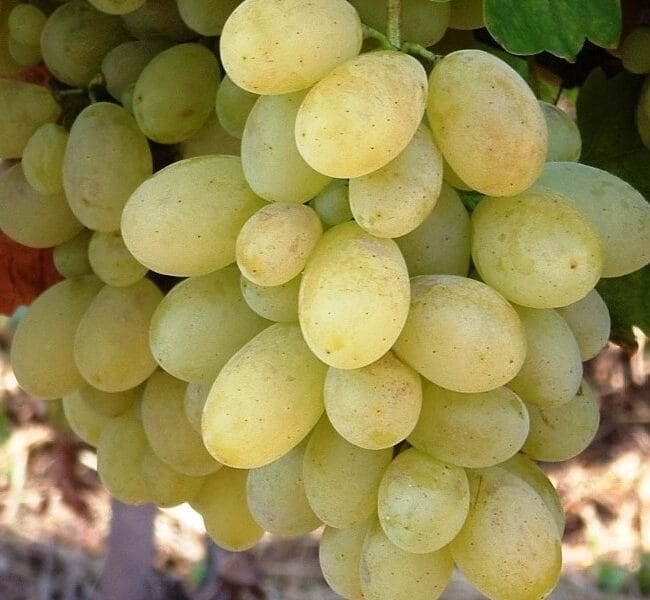 Lozni kalem - Mišel Palijer