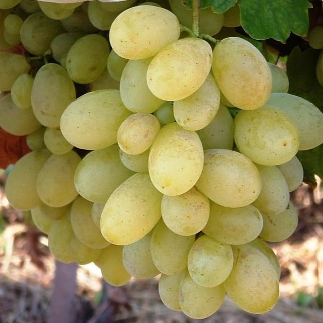 Lozni kalem - Mišel Palijer