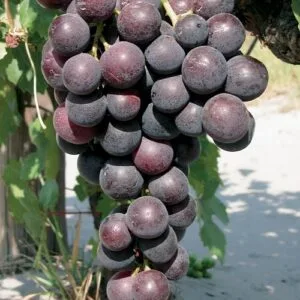 Lozni kalem - Muskat italija