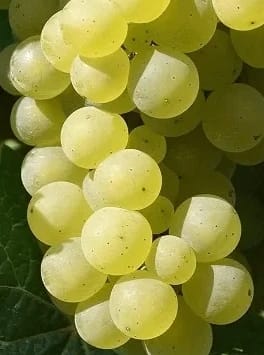 Lozni kalem - Demir kapija