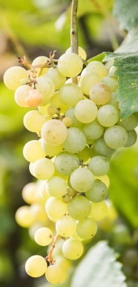 Lozni kalem - Julski muskat