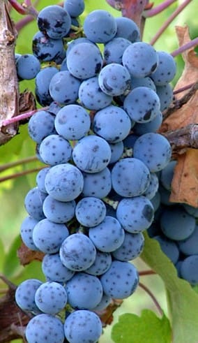 Lozni kalem - Prokupac