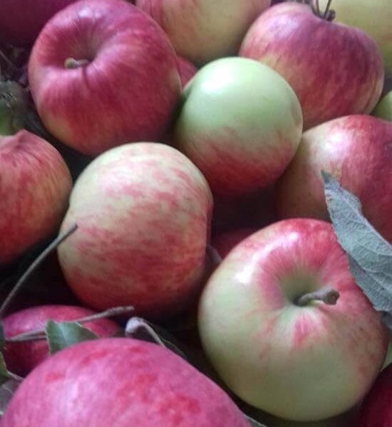 Sadnice jabuka - Petrovača