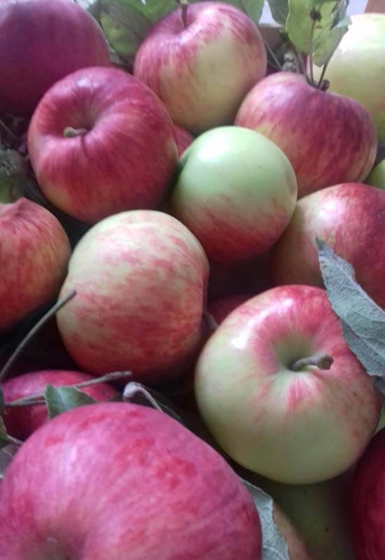 Sadnice jabuka - Petrovača