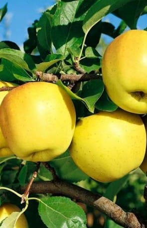 Sadnice jabuka - Zlatni delišes