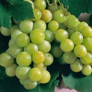 Lozni kalem - Beli sovinjon