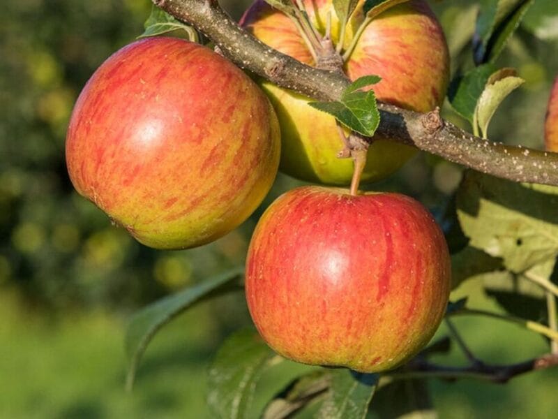 Sadnice jabuka - Kolačara