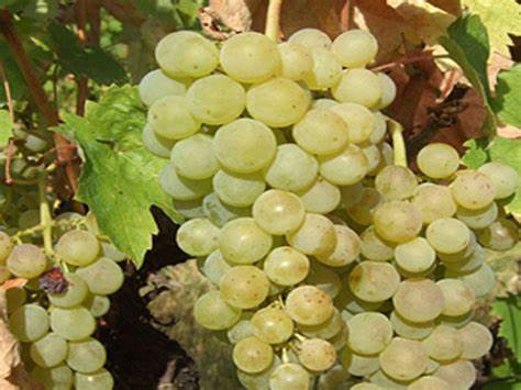 Lozni kalem - Smederevka