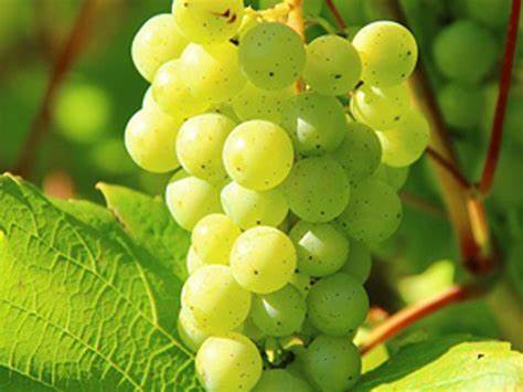 Lozni kalem - Italijanski rizling