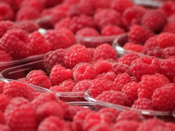 Sadnice maline - Fertodi