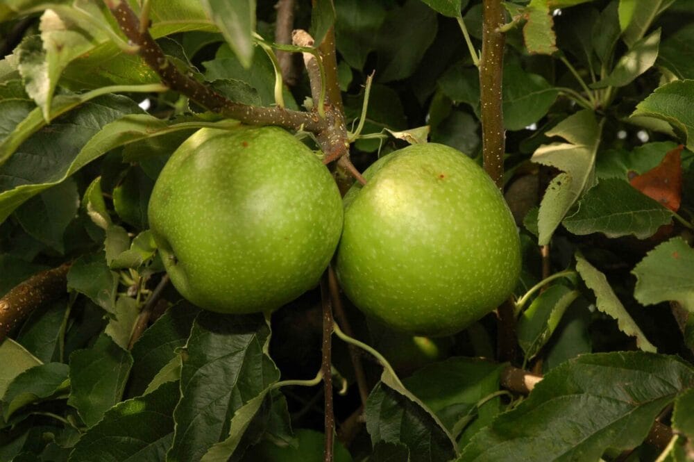 Sadnice jabuka - Greni Smit