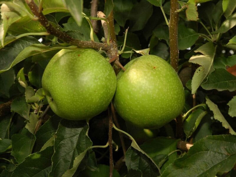 Sadnice jabuka - Greni Smit