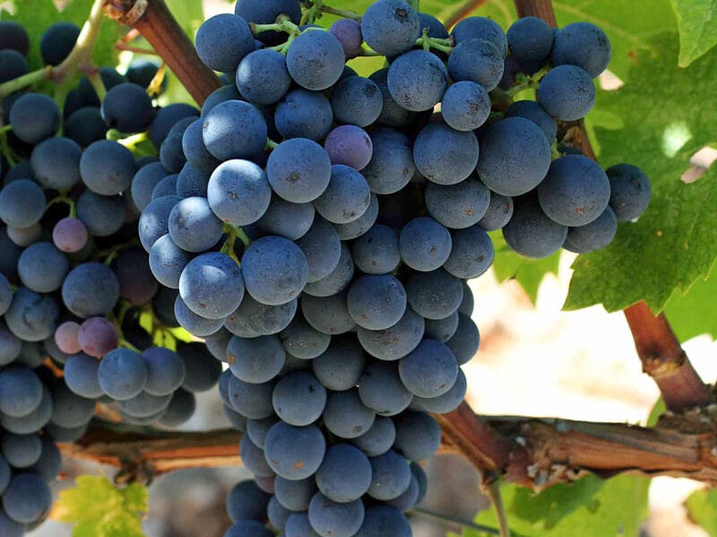 Lozni kalem - Kaberne sovinjon