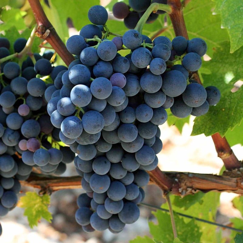 Lozni kalem - Kaberne sovinjon