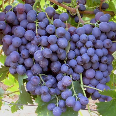 Lozni kalem - Muskat hamburg