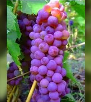 Lozni kalem - Plovdina