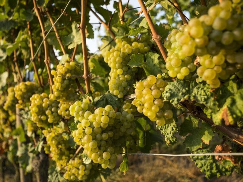 Lozni kalem - Rajnski rizling