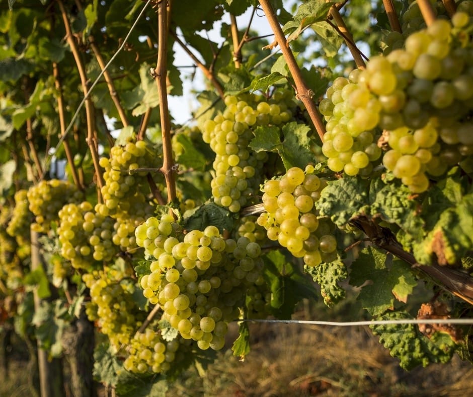 Lozni kalem - Rajnski rizling