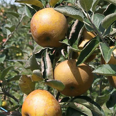 Sadnice jabuka - Kozara