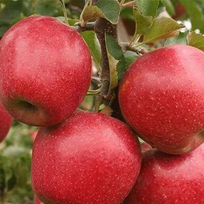 Sadnice jabuka - Ajdared