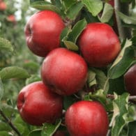 Sadnice jabuka - Crveni delišes