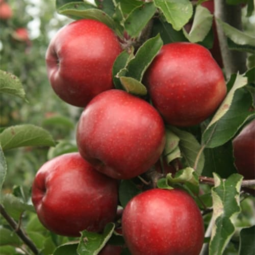 Sadnice jabuka - Jonagold