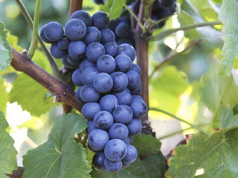 Lozni kalem - Vranac