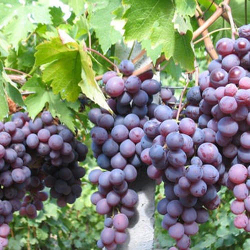 Lozni kalem - Kardinal