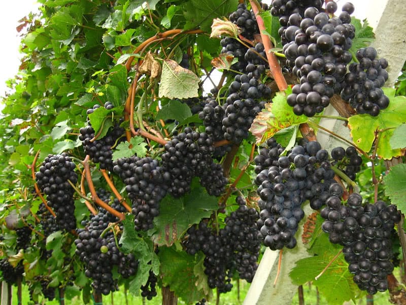 Lozni kalem - Frankovka