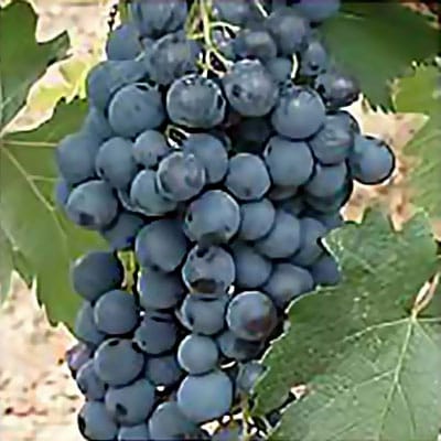 Lozni kalem - Straženski